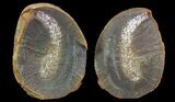 Didontogaster Fossil Worm (Pos/Neg) - Mazon Creek #70587-2